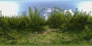 茂县农业基地图片 (42)